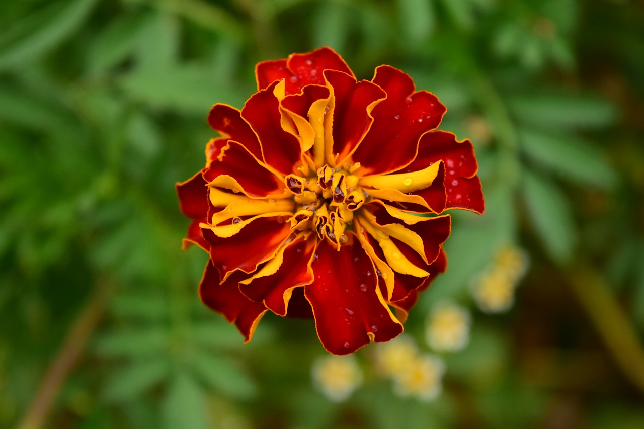 tagete marigold blossom free photo