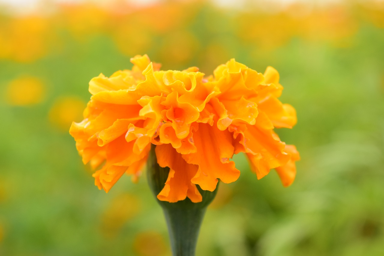 tagete marigold blossom free photo