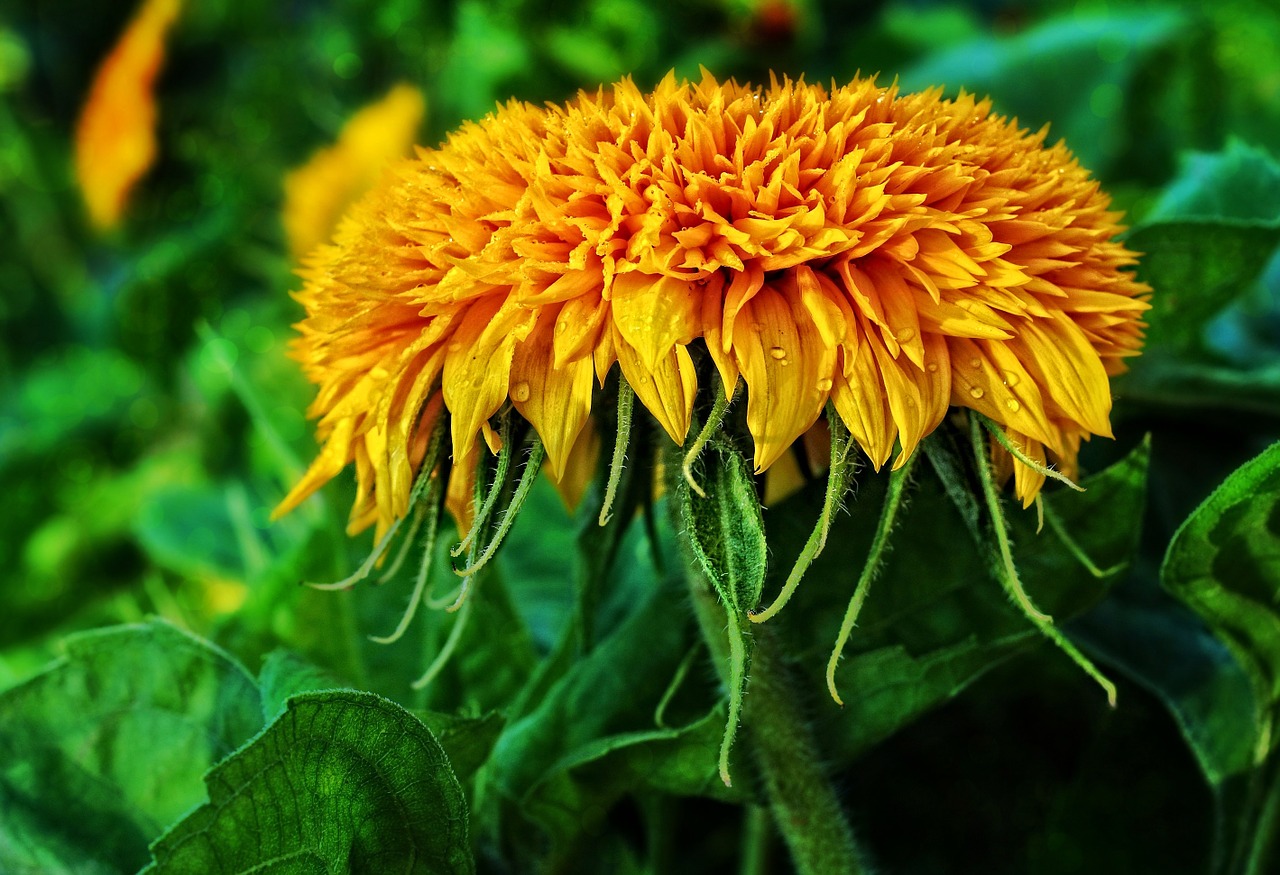 tagetes flower blossom free photo