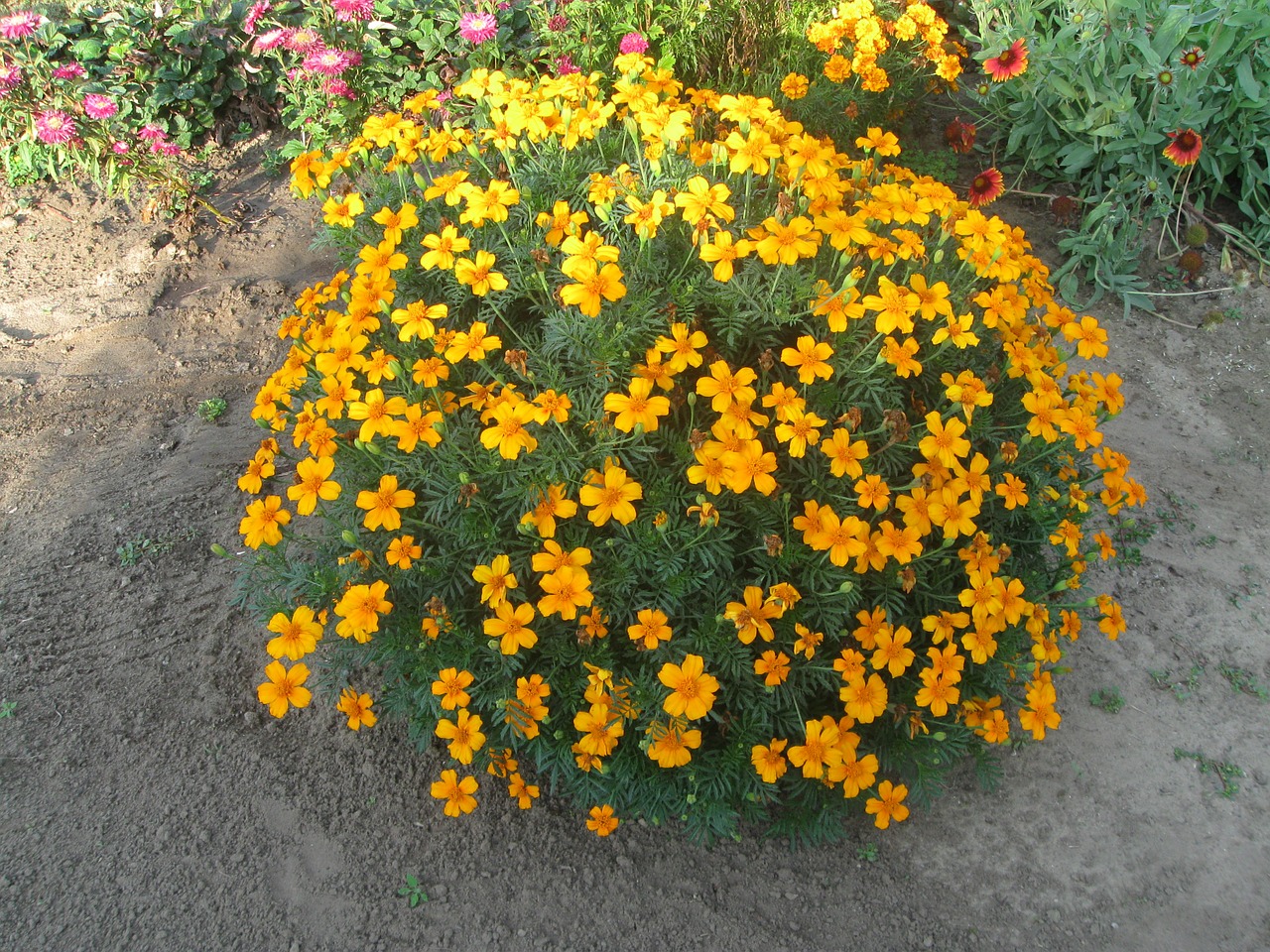 tagetes amaranth flower free photo