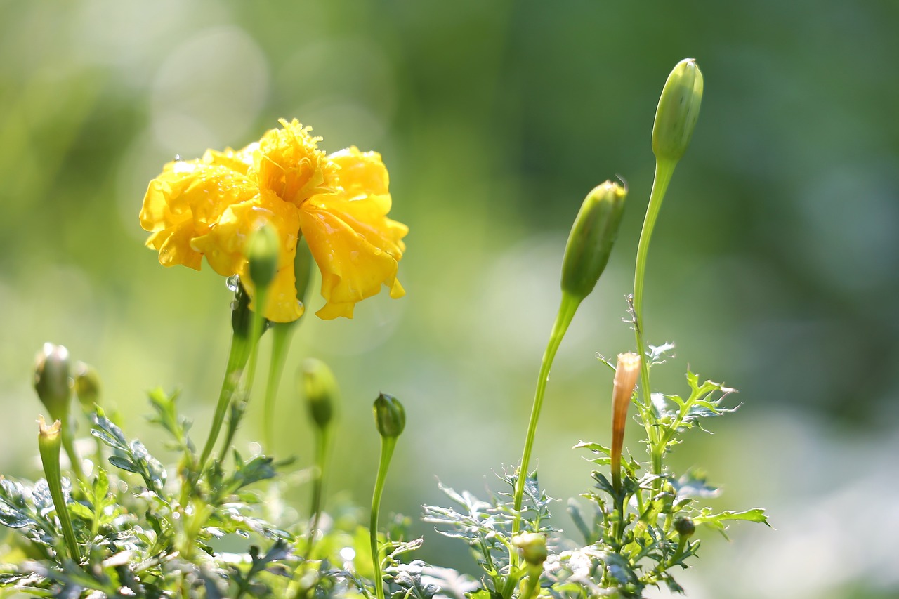 tagetes  after rain  yellow free photo