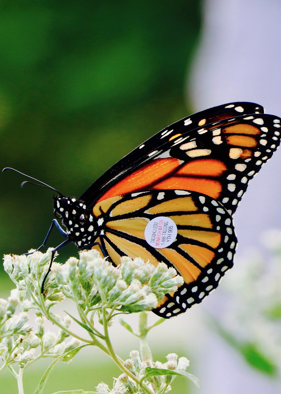 tagged  monarch  butterfly free photo