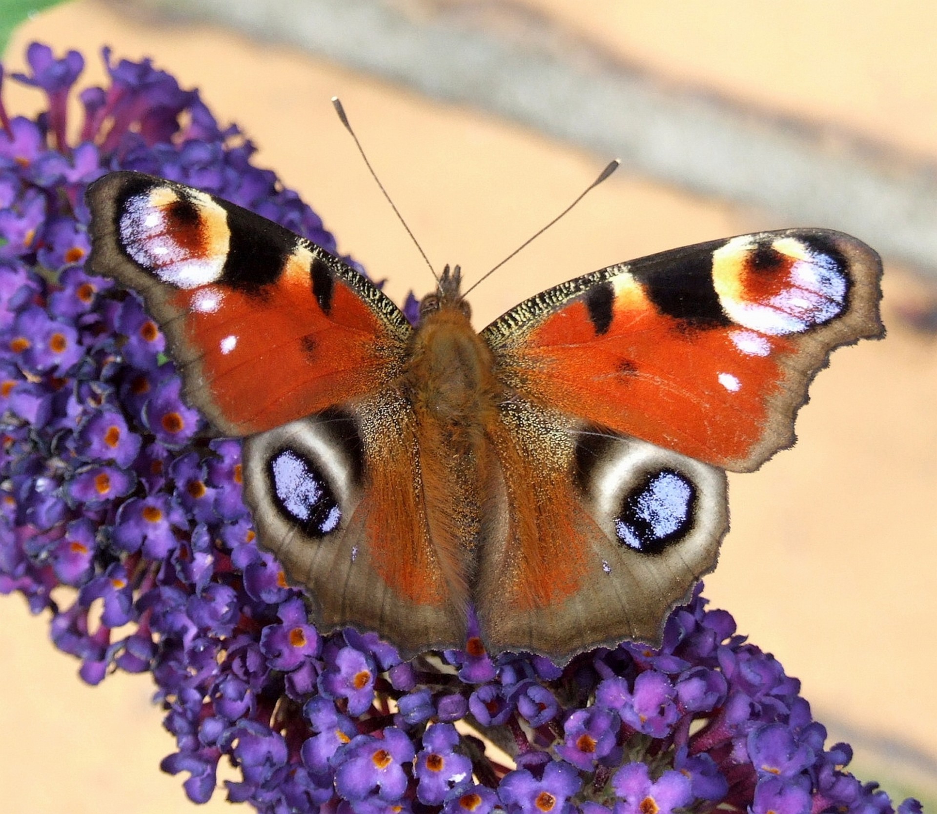 butterfly summer garden free photo