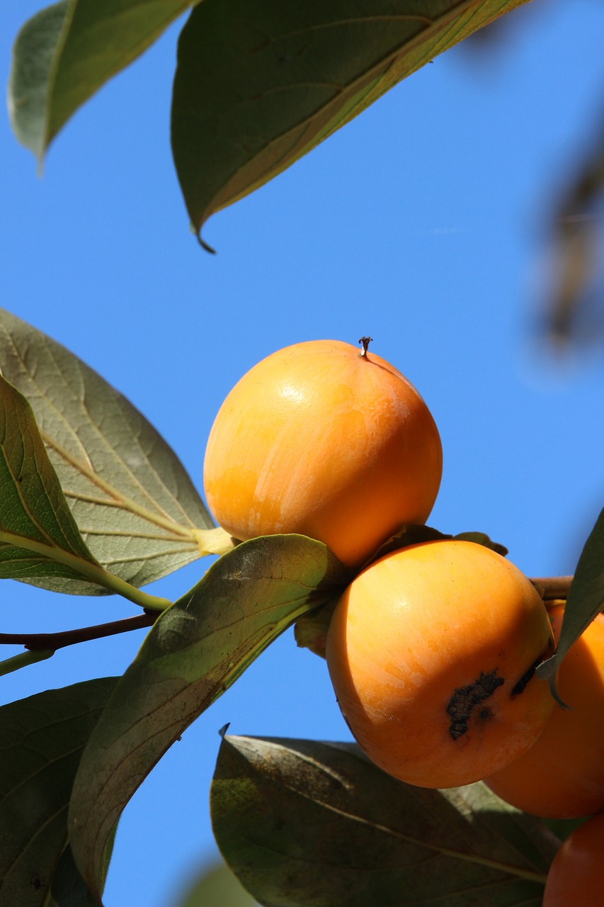 tags comma separated persimmon persimmon fruit free photo