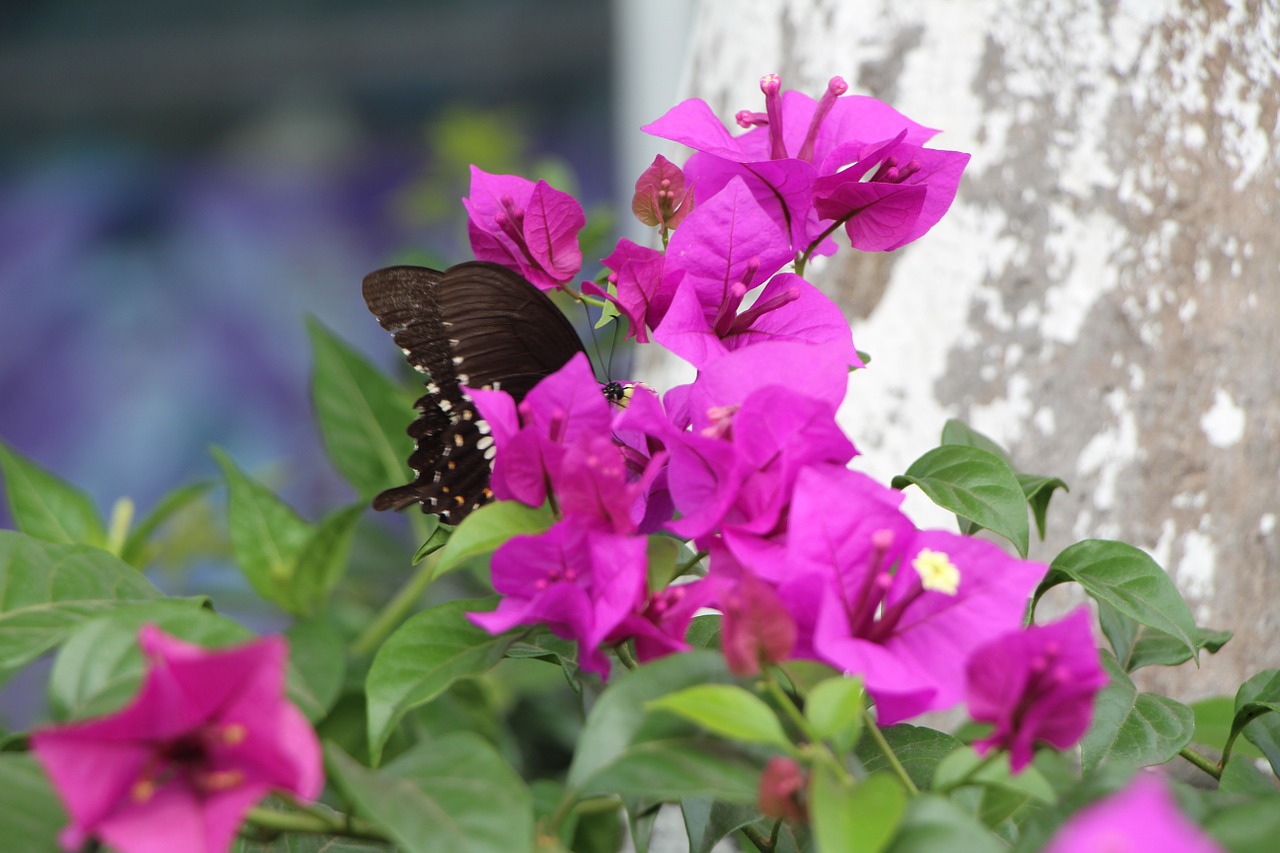 tags separated by commas to spend bougainvillea green free photo