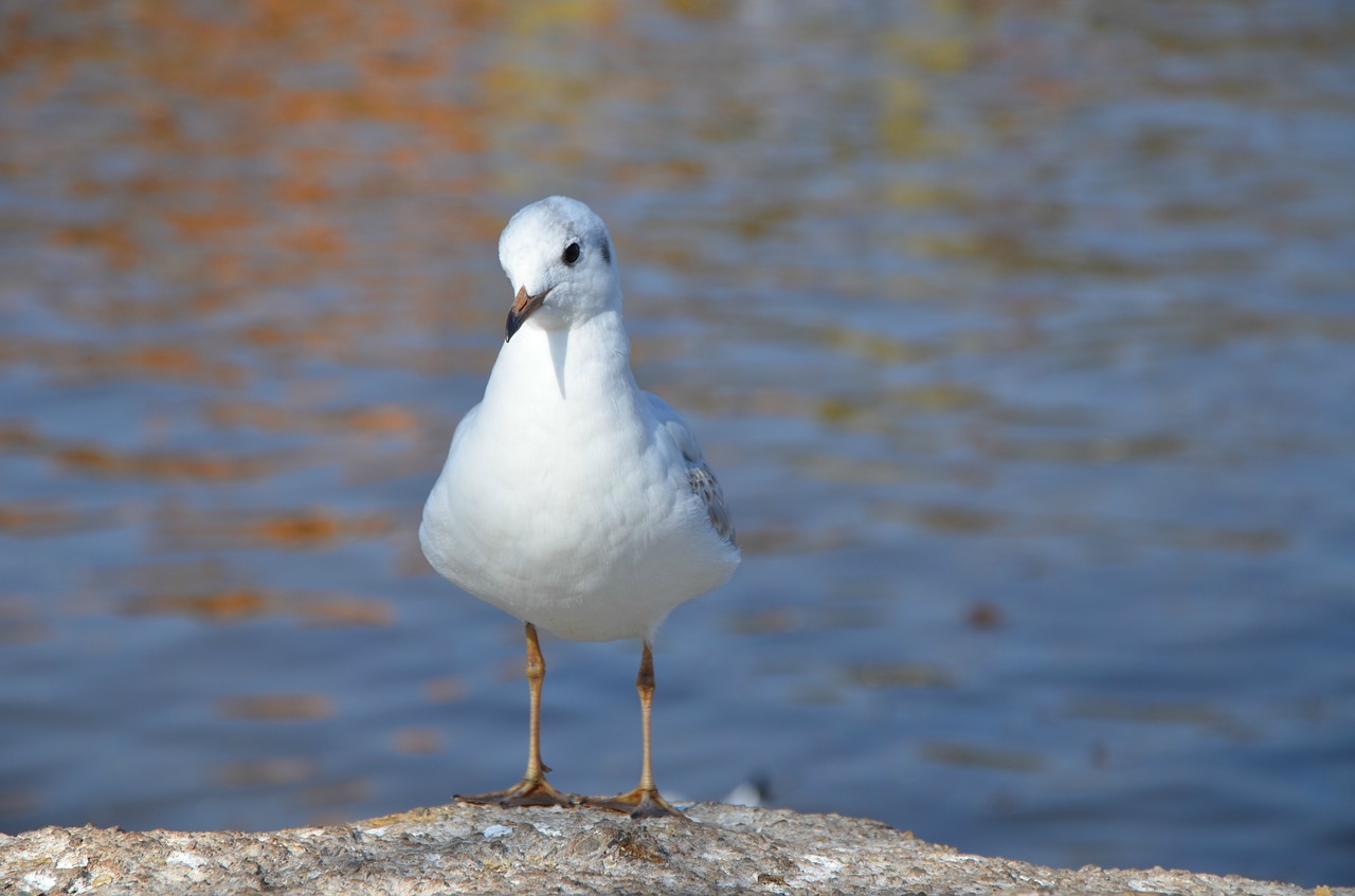 tags with a comma separated seagulls animal natural free photo