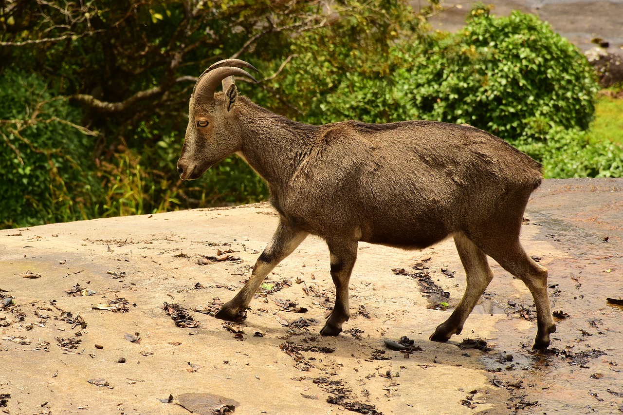 tahr mountain goat india free photo