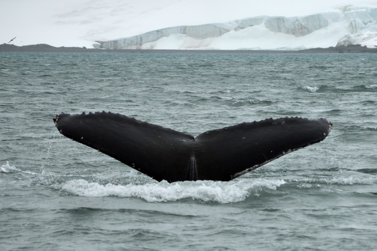 tail  whale  antarctica free photo