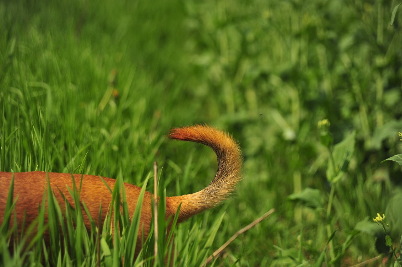 tail  green  nature free photo