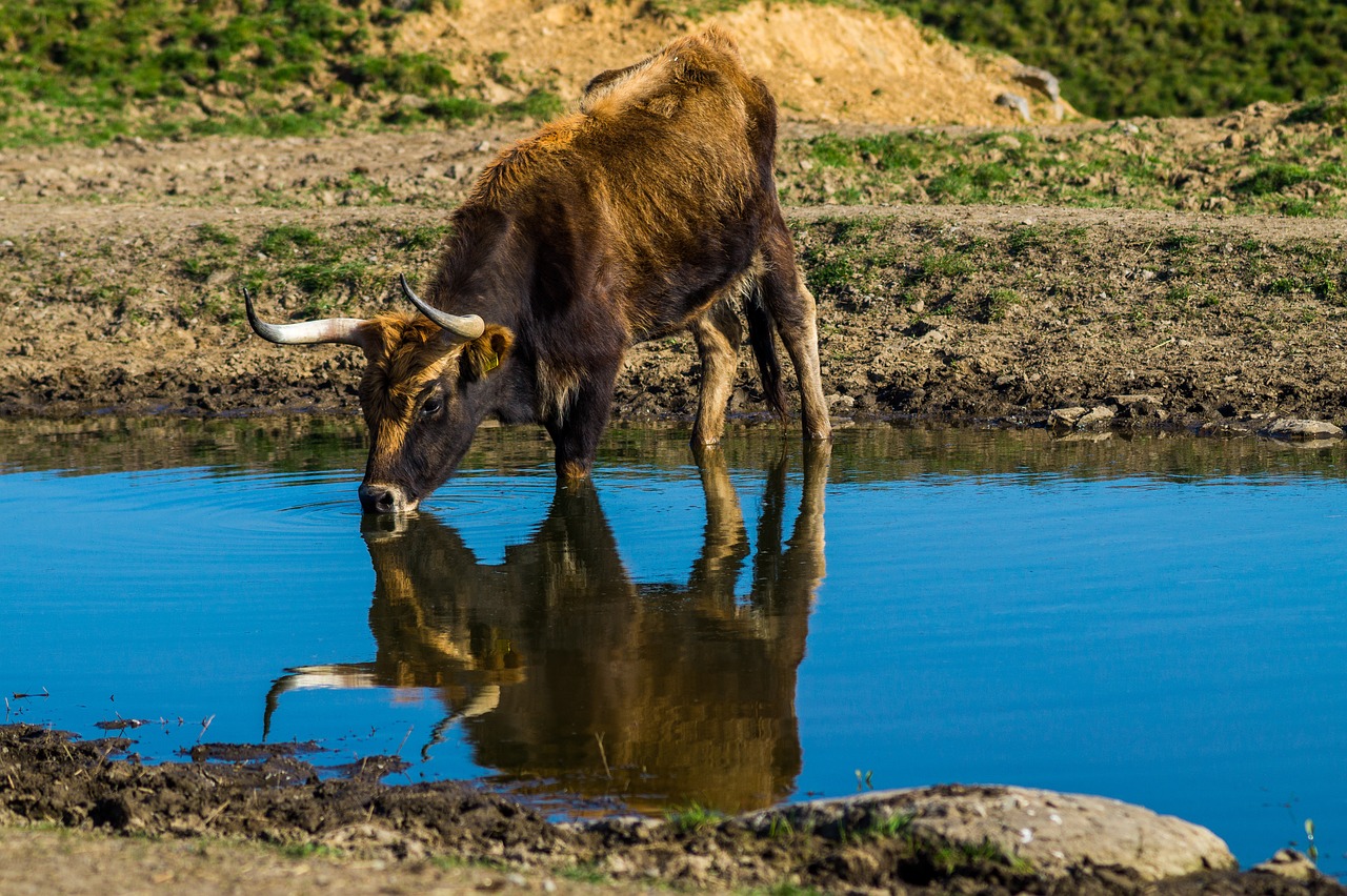 tail cattle heck cattle urvieh free photo