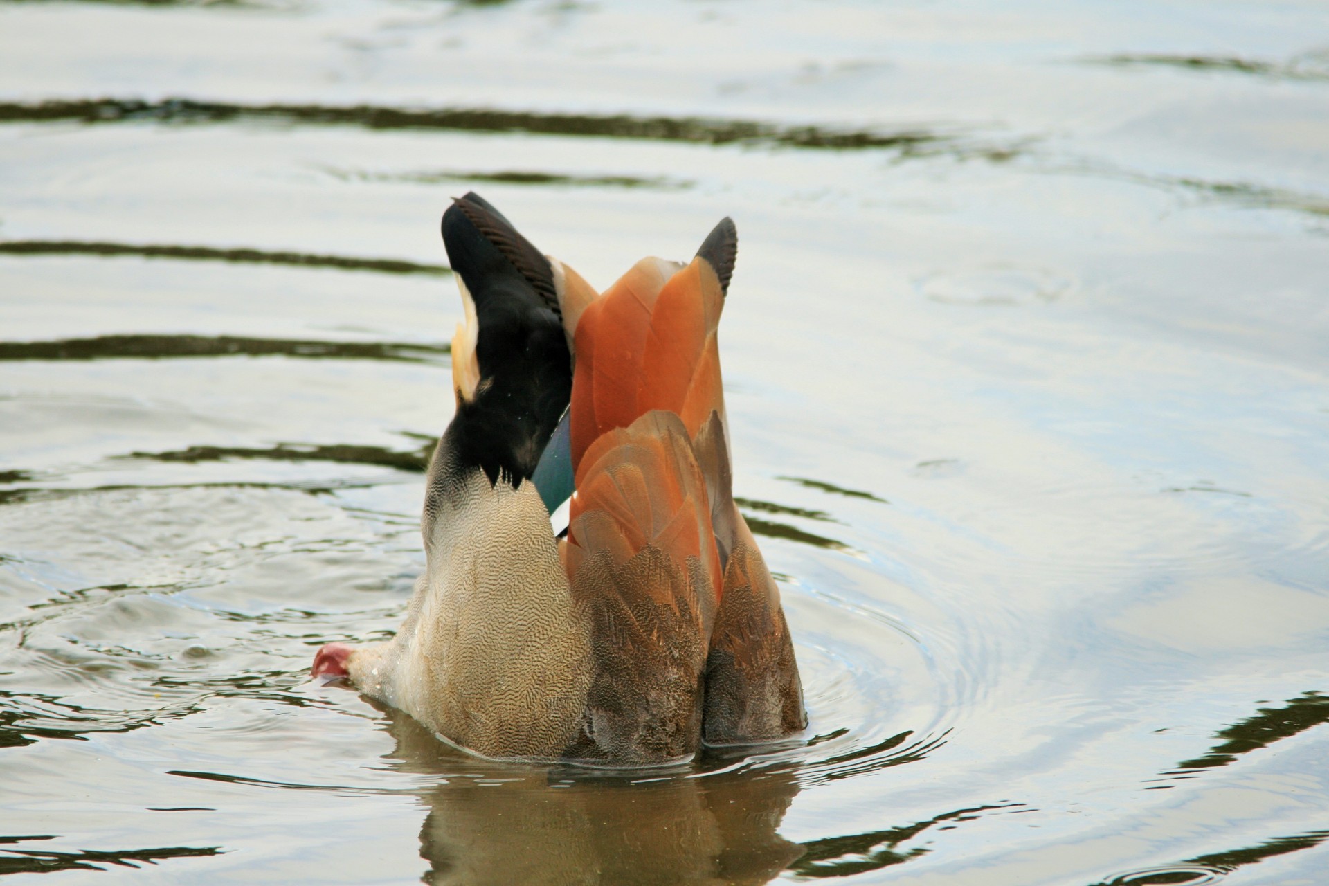 goose waterfowl colourful free photo