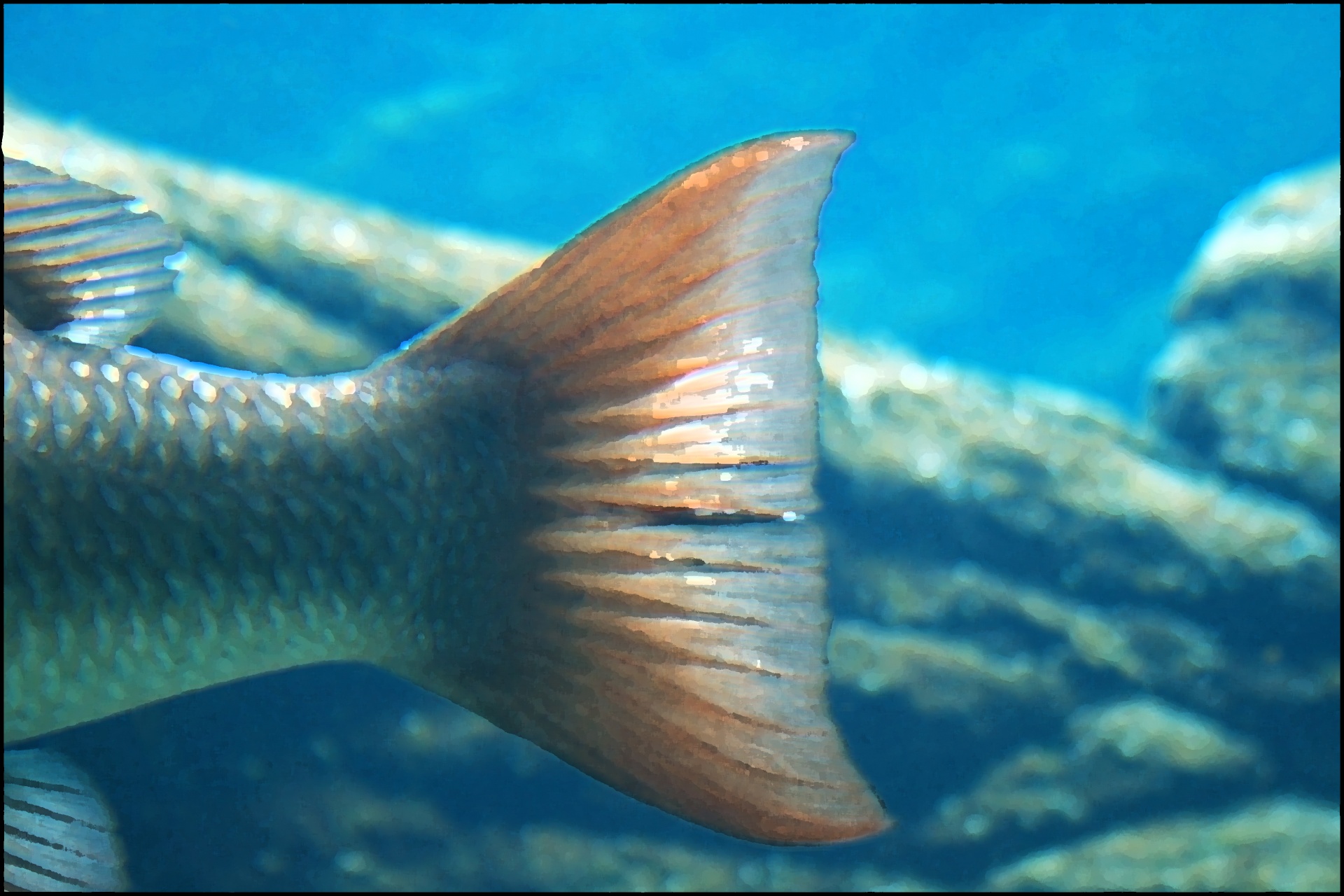 fish-tail-close-detail-aquarium-free-image-from-needpix