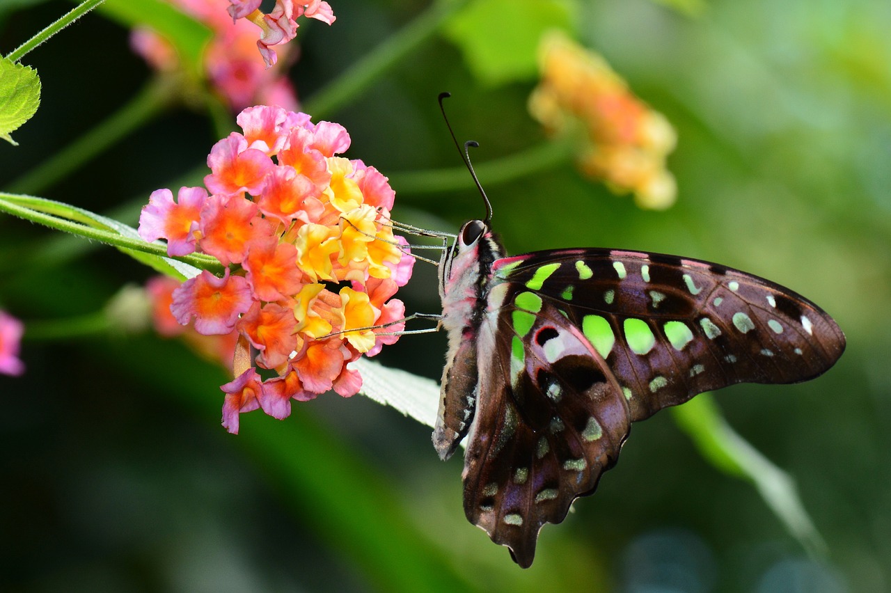 tailed jay butterfly green free photo