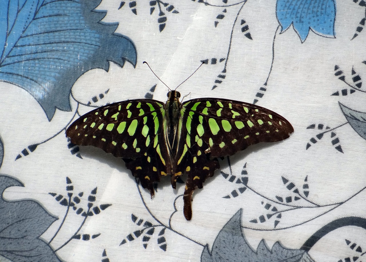 tailed jay butterfly insect free photo