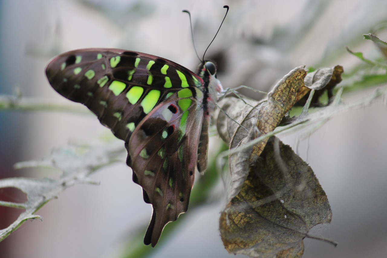 tailed jay butterfly wildlife nature free photo