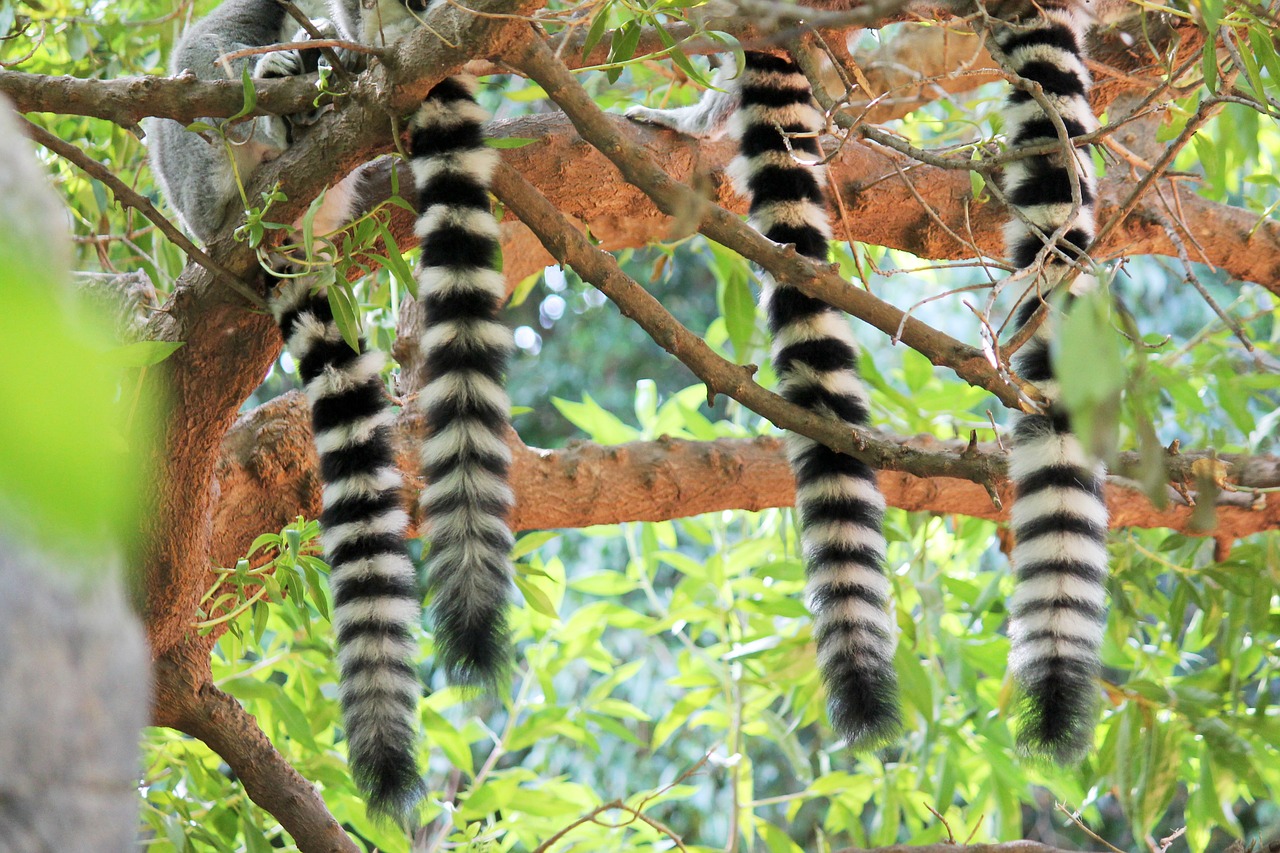 tails lemur mono free photo