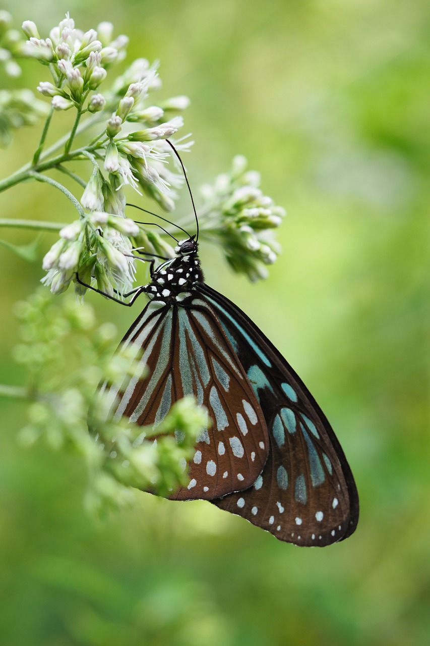 taipei botanical garden flower butterfly free photo