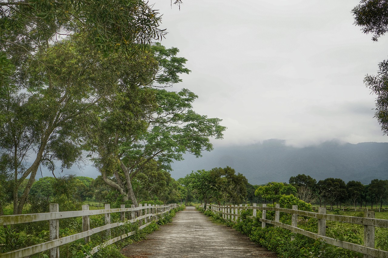 taitung looks can't 盡 green oil free photo