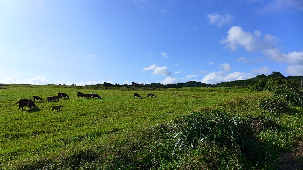 taiwan butyl 墾 tsai po cage prairie free photo