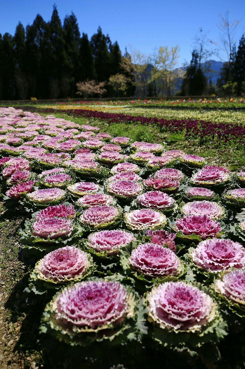 taiwan mei feng flowers and plants free photo