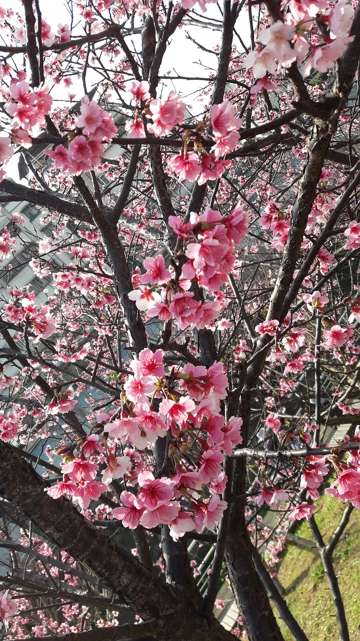 taiwan east lake cherry blossoms free photo