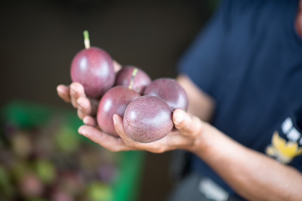 taiwan farmer passion fruit free photo