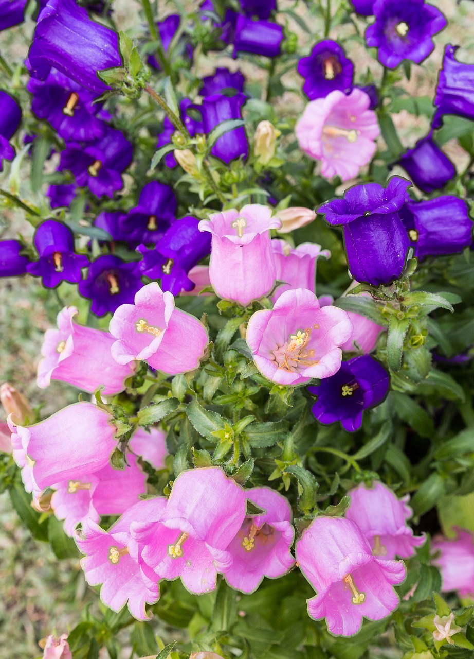 Taiwan, hsinchu jianshi, lavender forest, flower, pink - free image ...