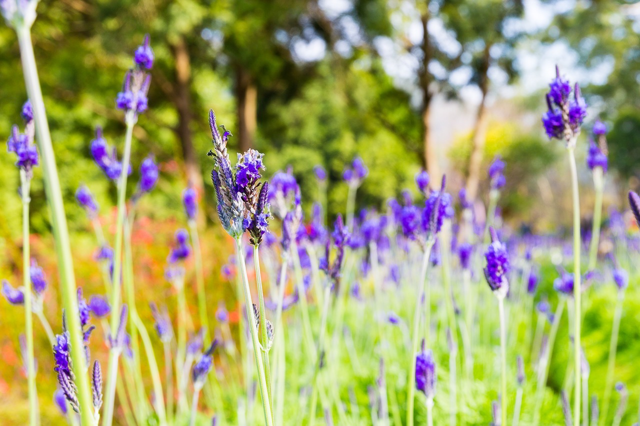 taiwan  lavender forest  travel free photo