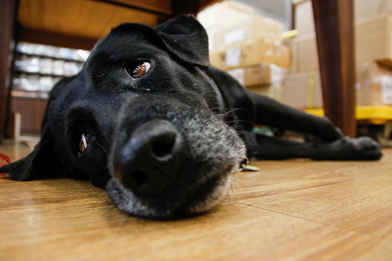 taiwan  the black dog  indoor free photo