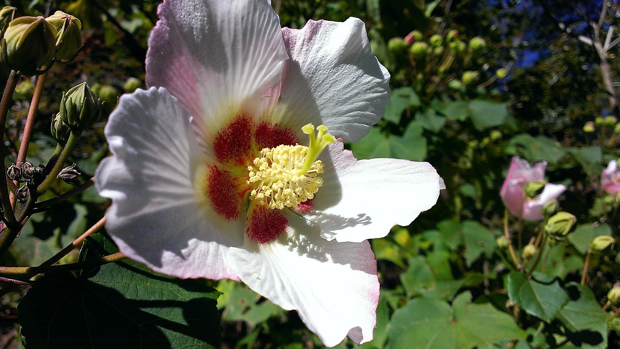 taiwan alpine mallow free photo