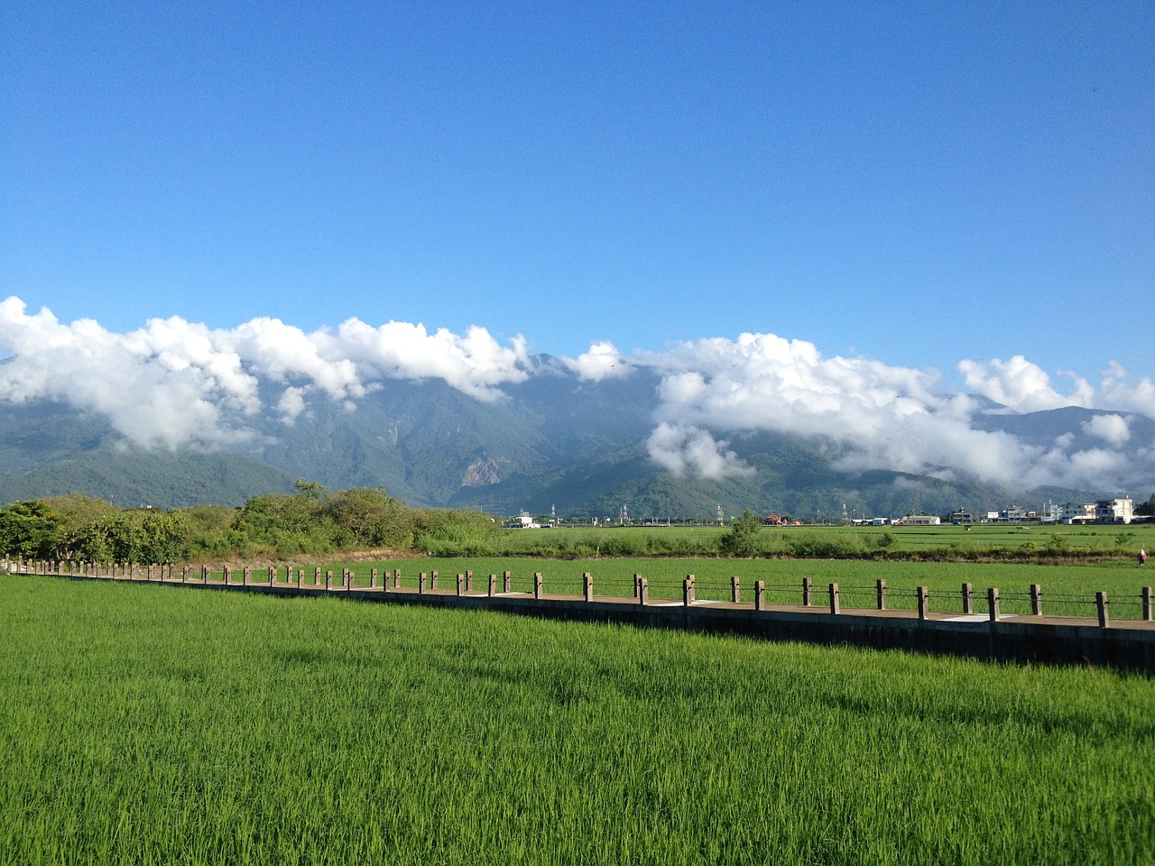 taiwan ikegami in rice field free photo