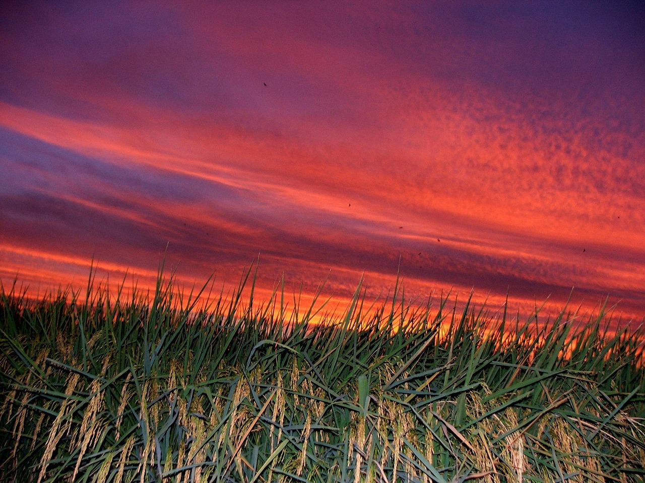 taiwan sunset in rice field free photo