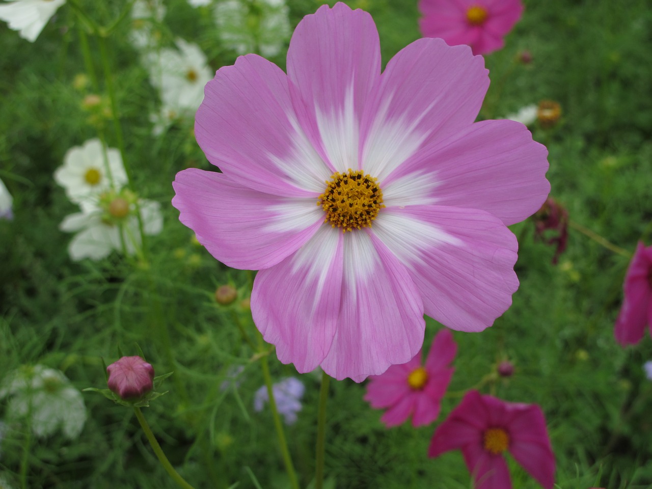 taiwan flower nature free photo