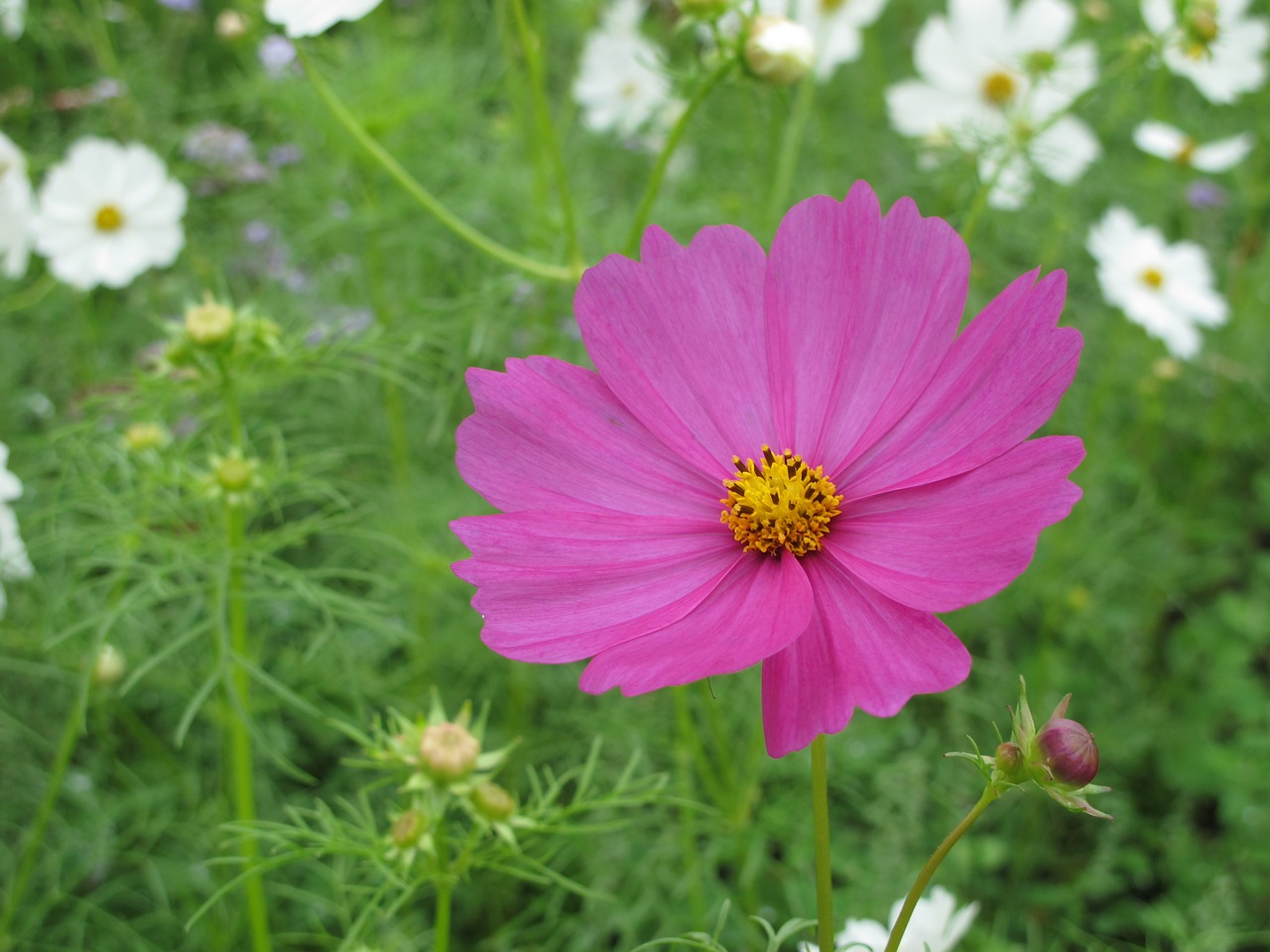 taiwan flower nature free photo