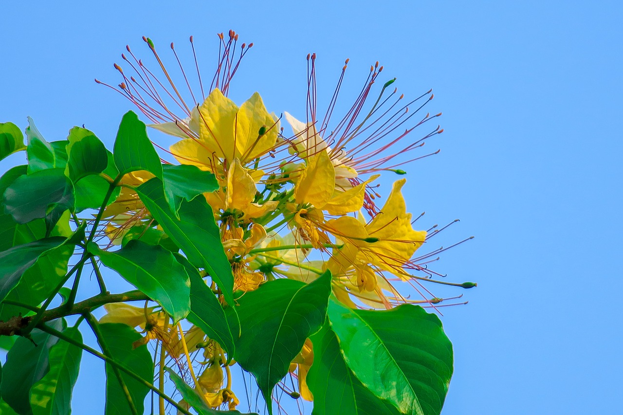 taiwan fish wood  plant  yellow free photo