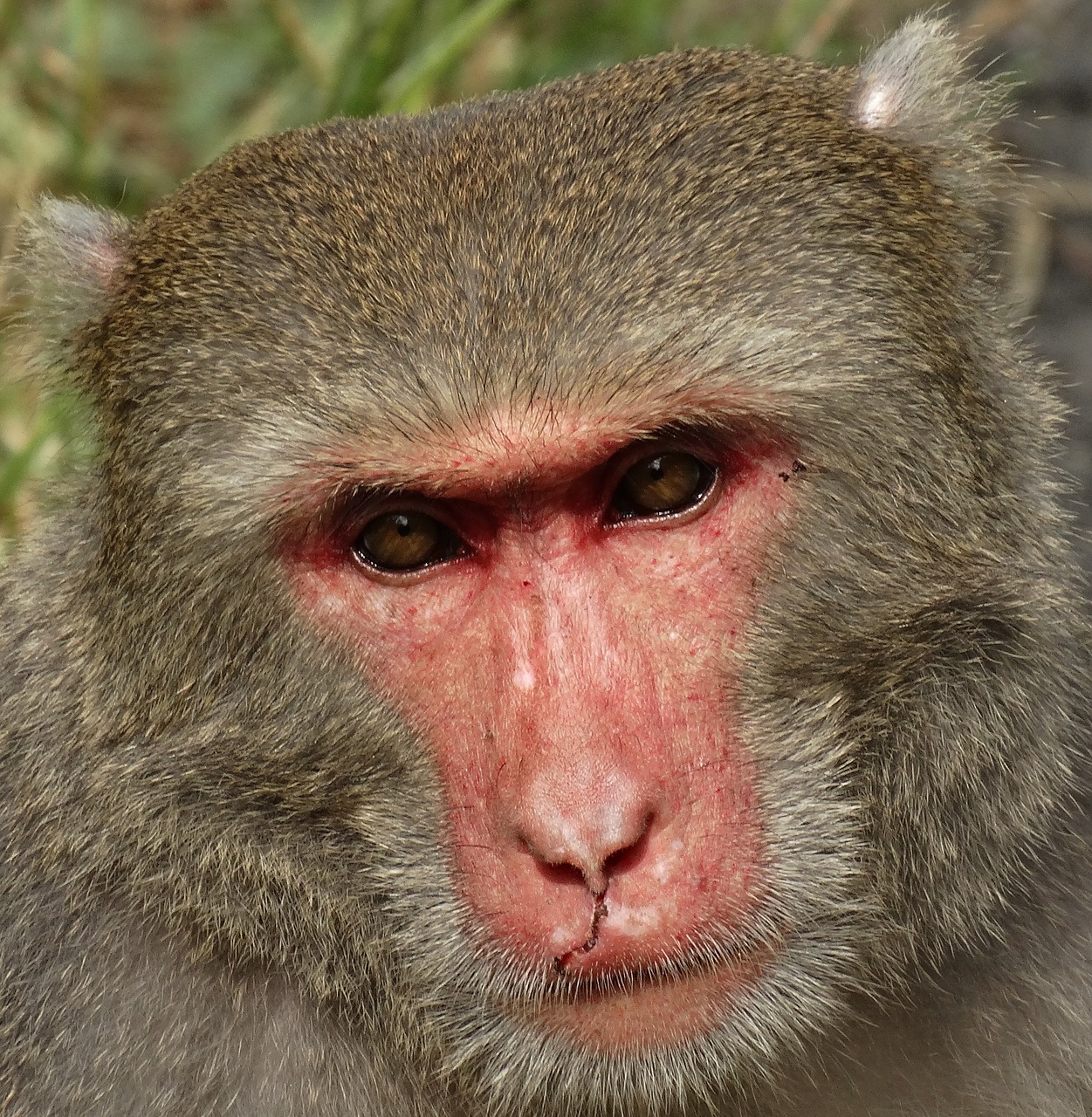 taiwan macaques shoushan macaque free photo