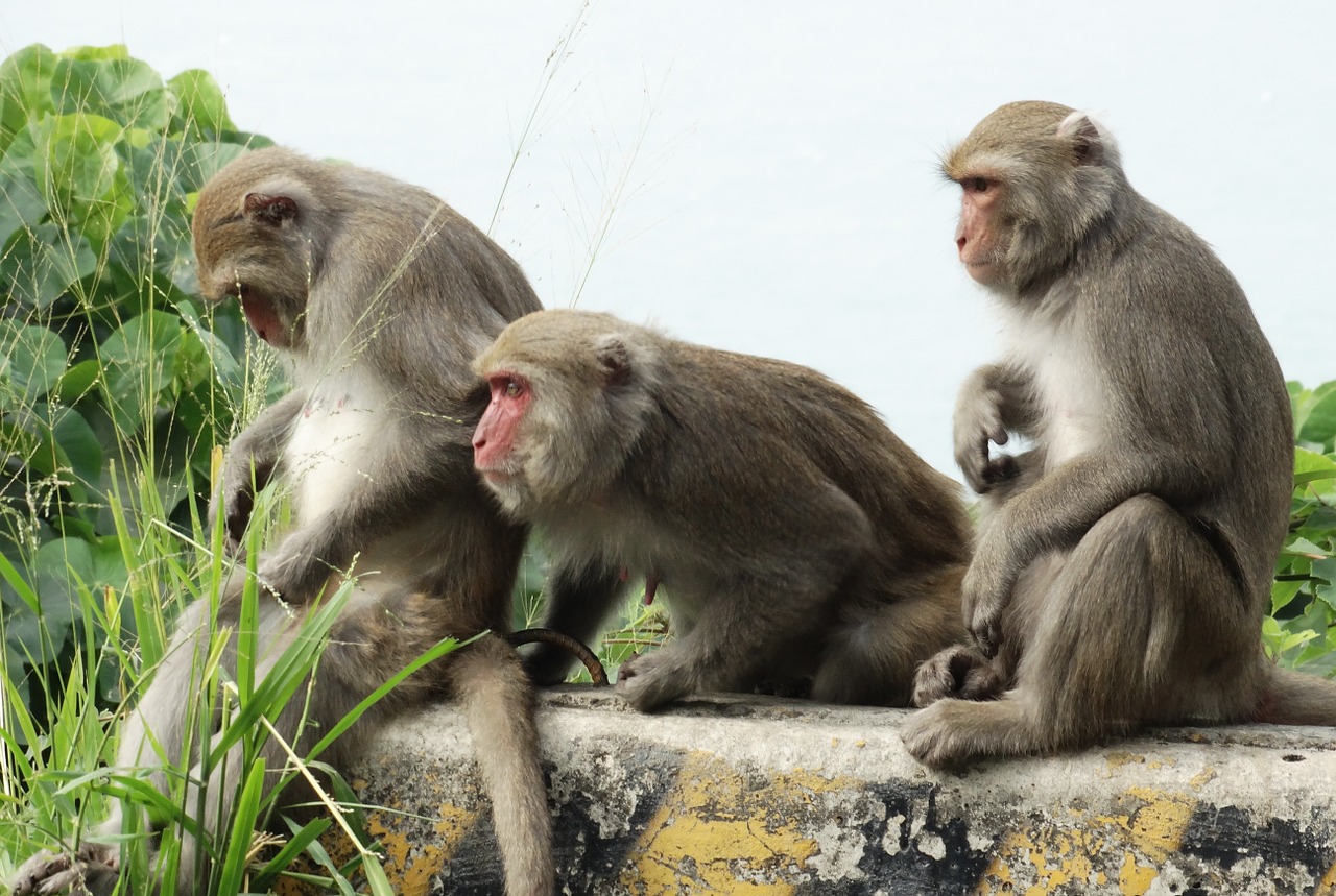 taiwan macaques shoushan macaque free photo
