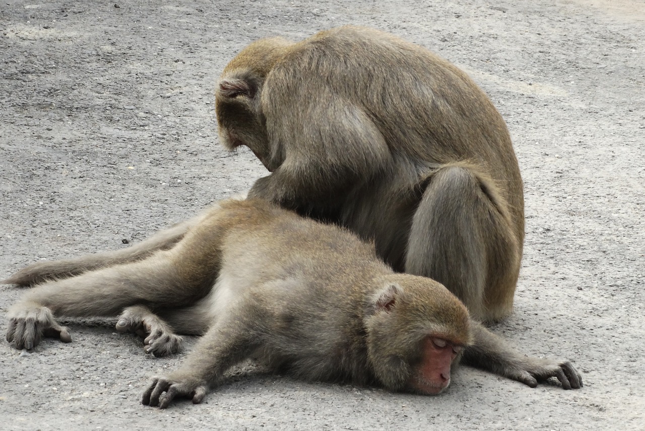 taiwan macaques shoushan macaque free photo