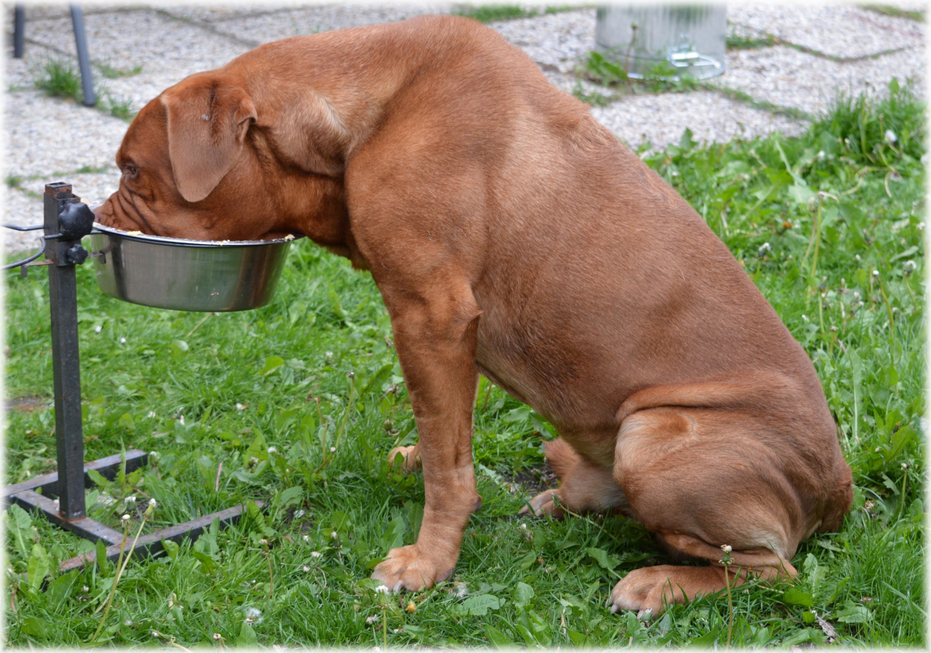 dog food food bowl free photo