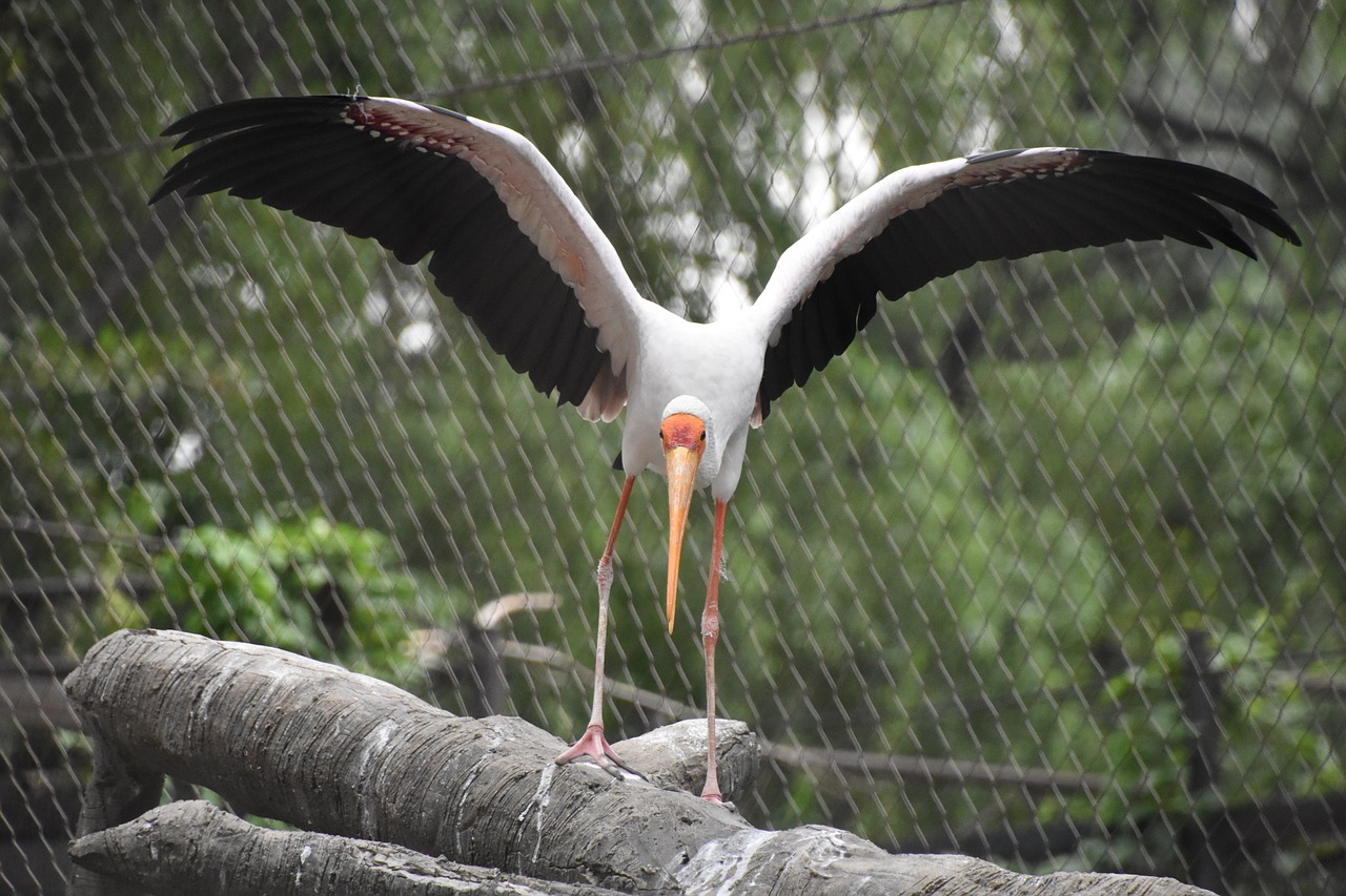 take off birds animal free photo