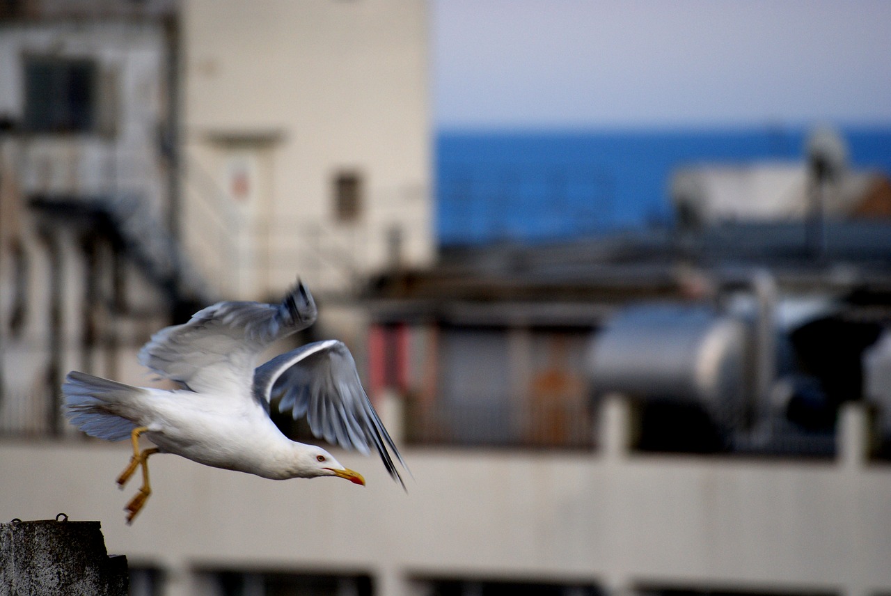 takeoff  flight  seagull free photo