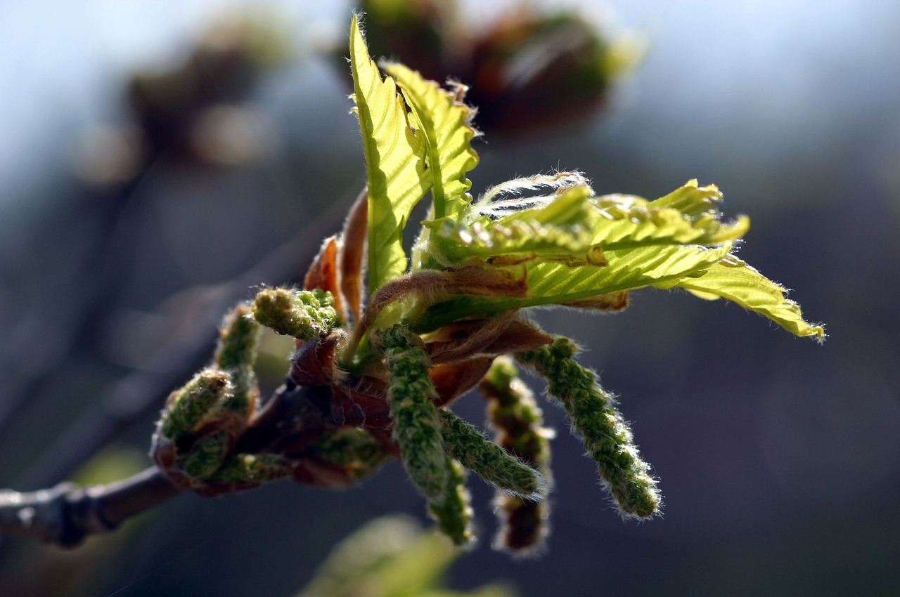 takeshi bud nature free photo