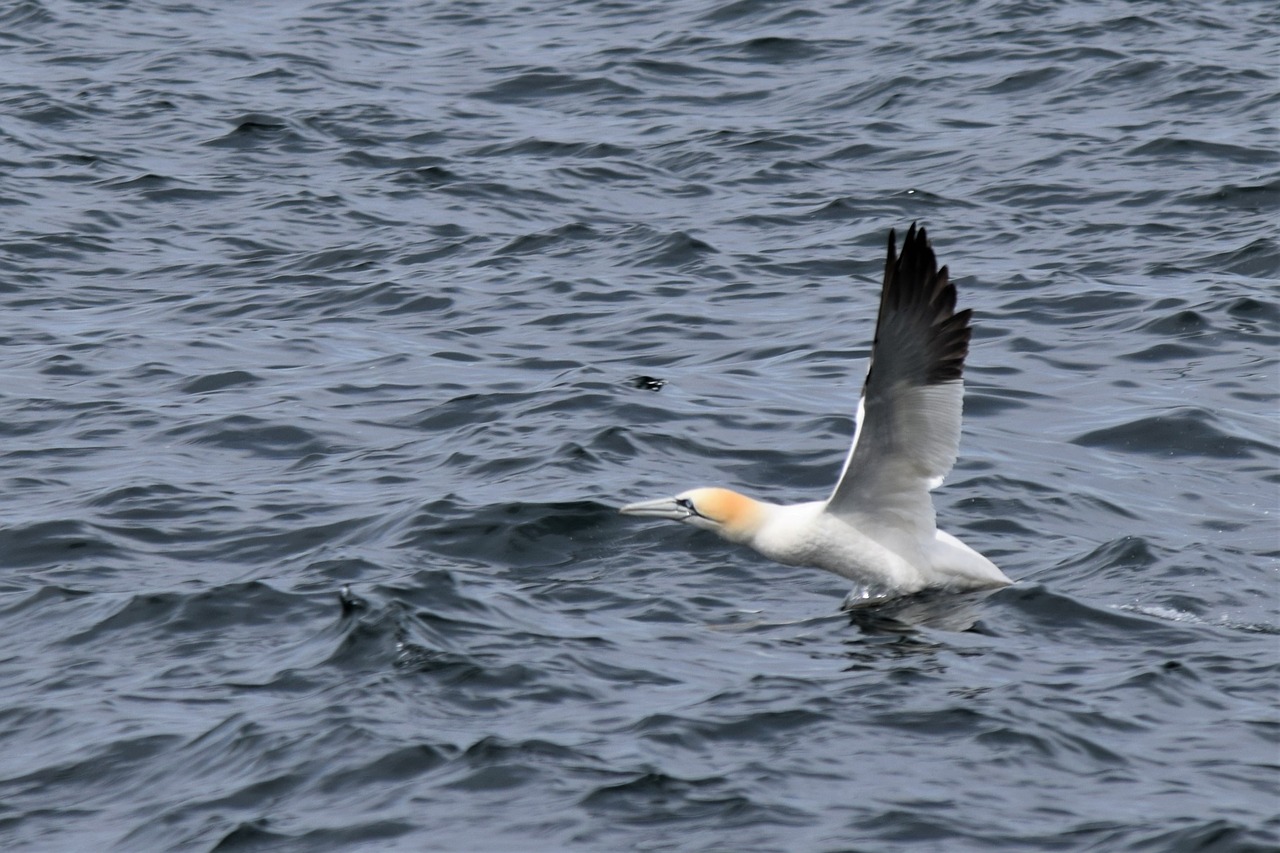 taking flight gannet bird free photo
