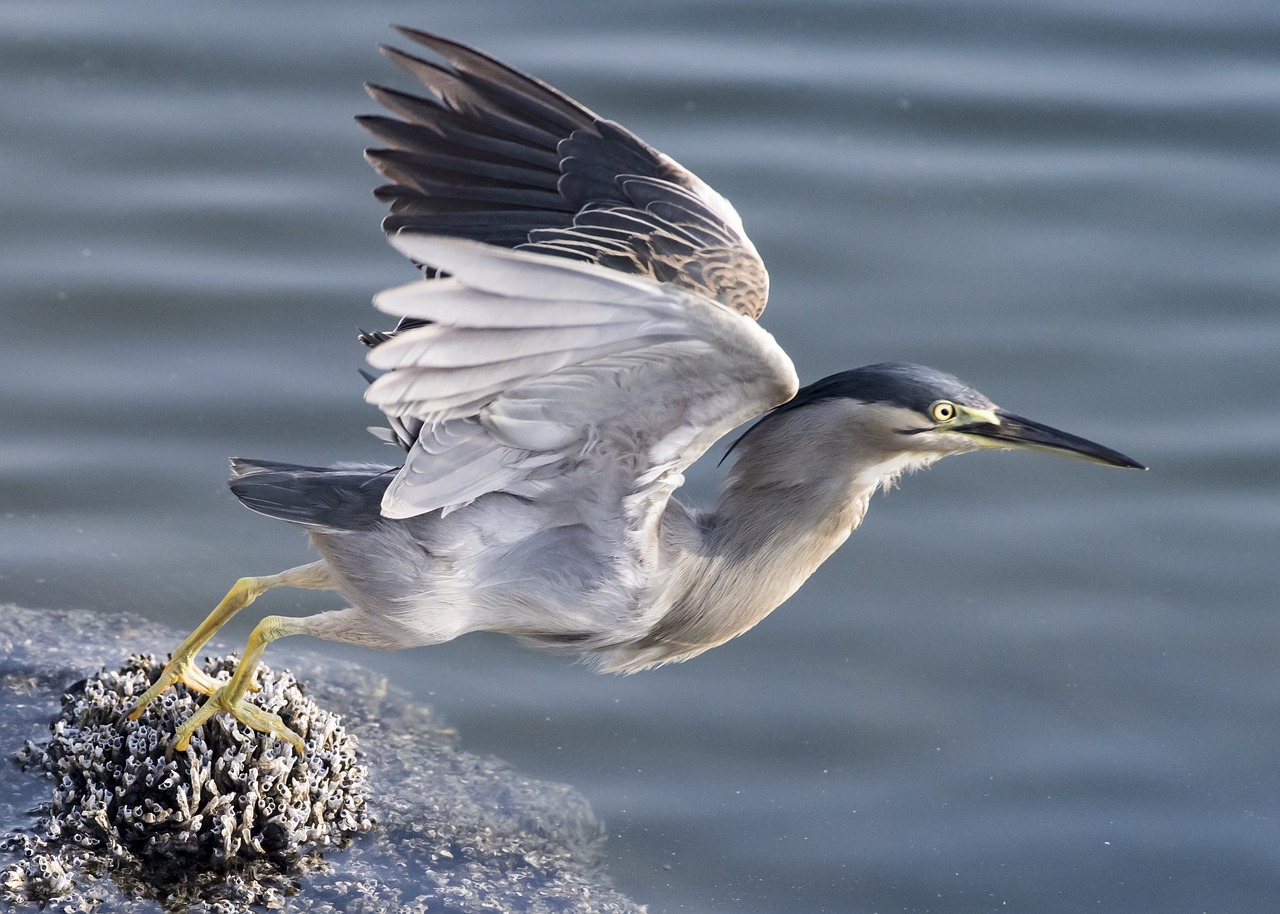 taking off heron bird free photo
