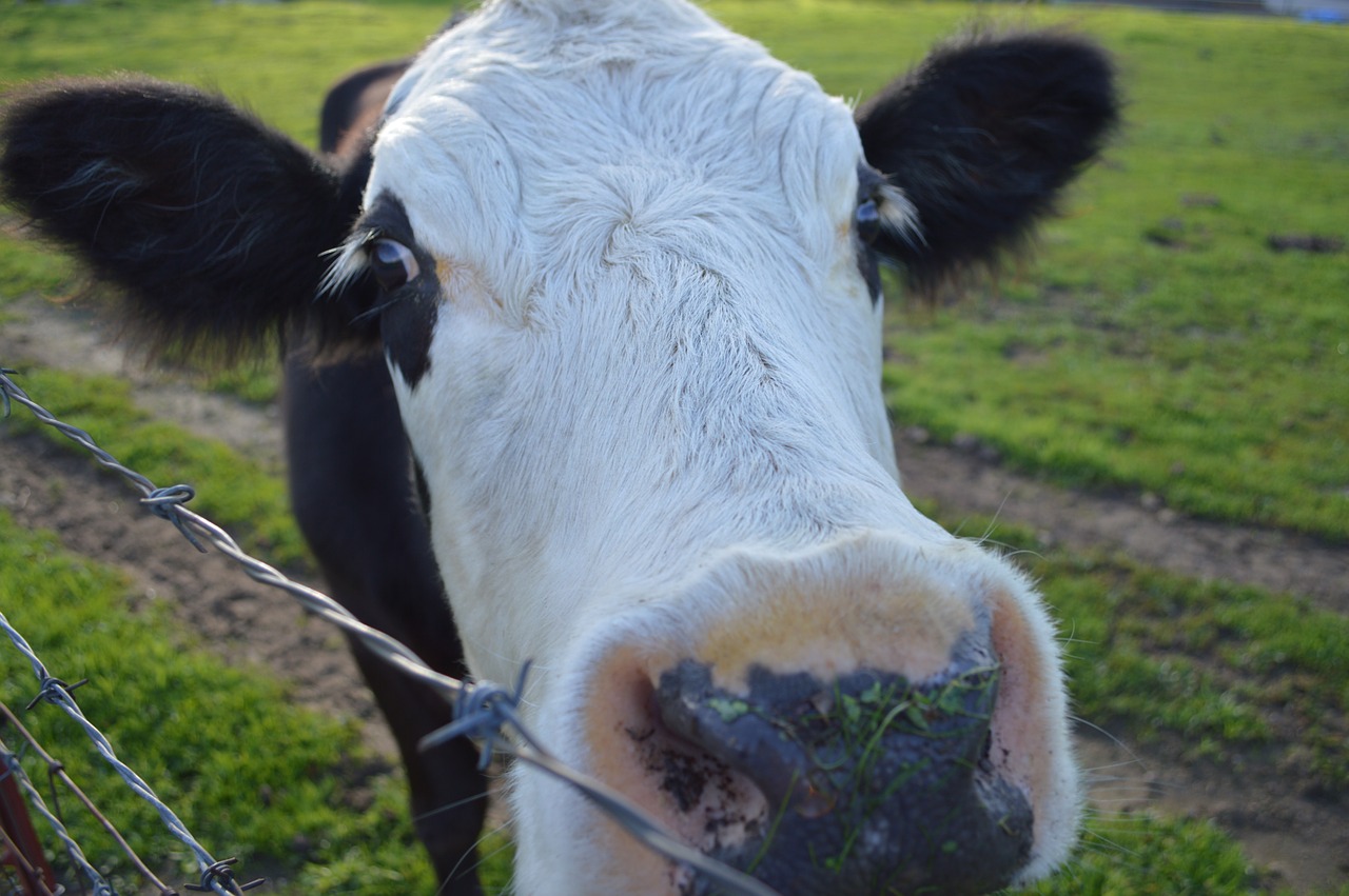 talahi cow nose free photo