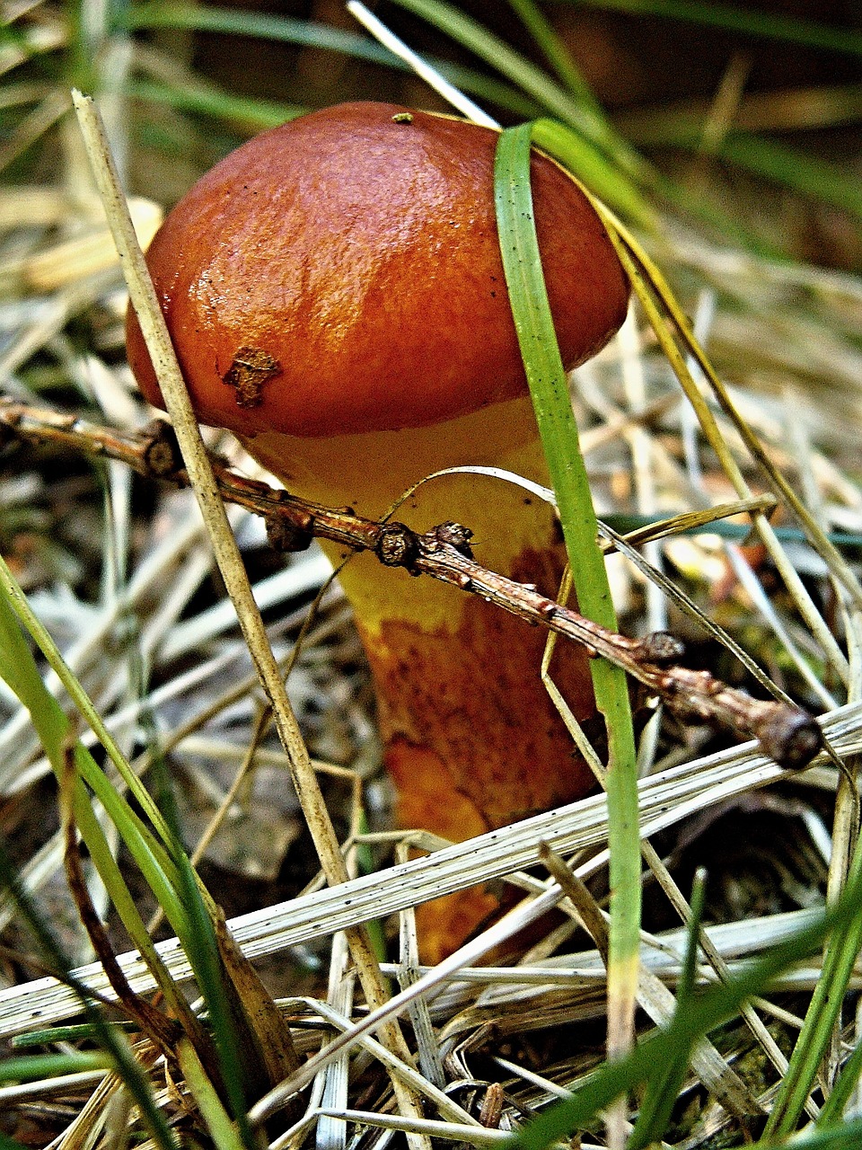 talc dapper young fungus free photo