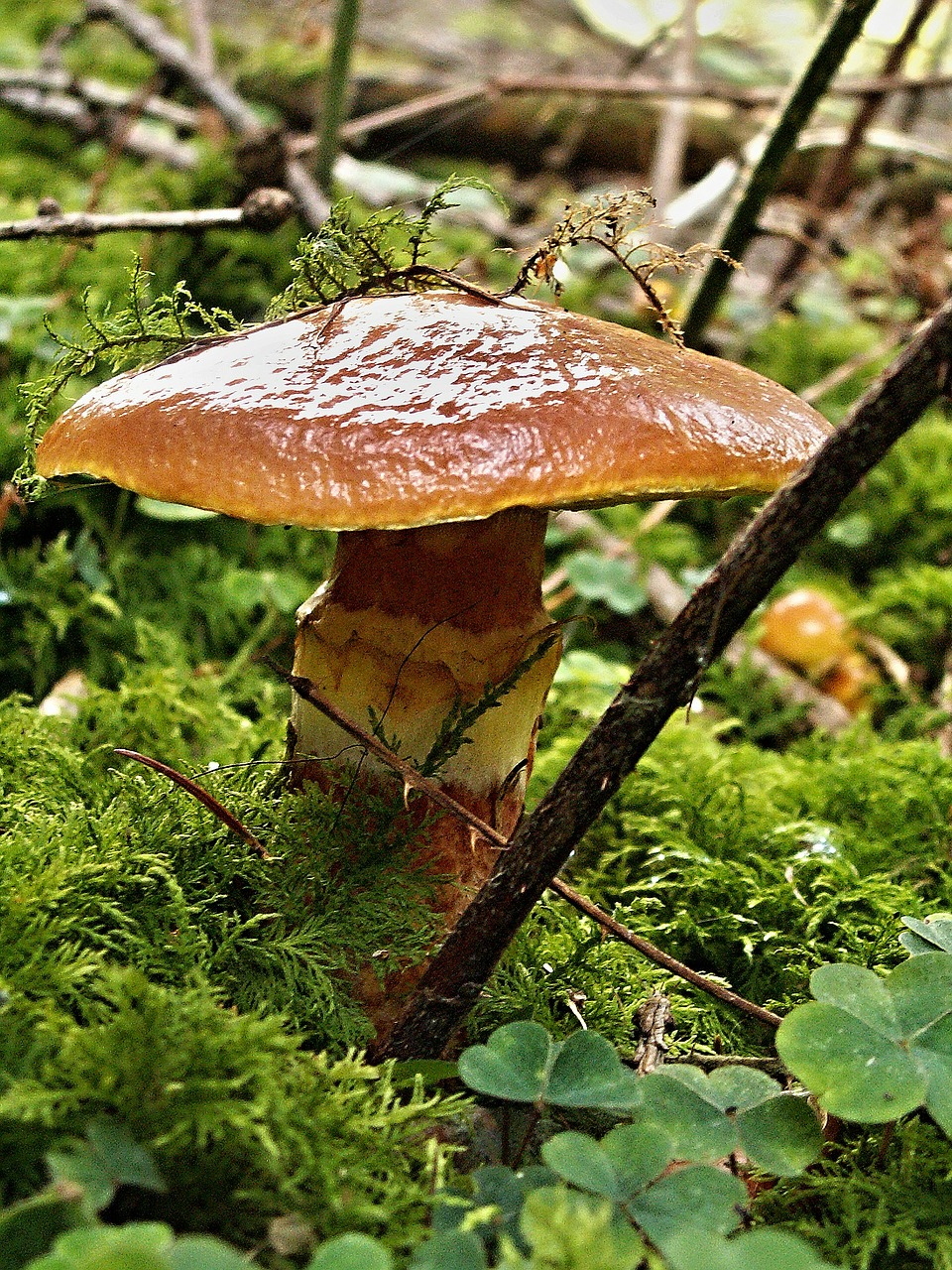 talc dapper fungus macro free photo