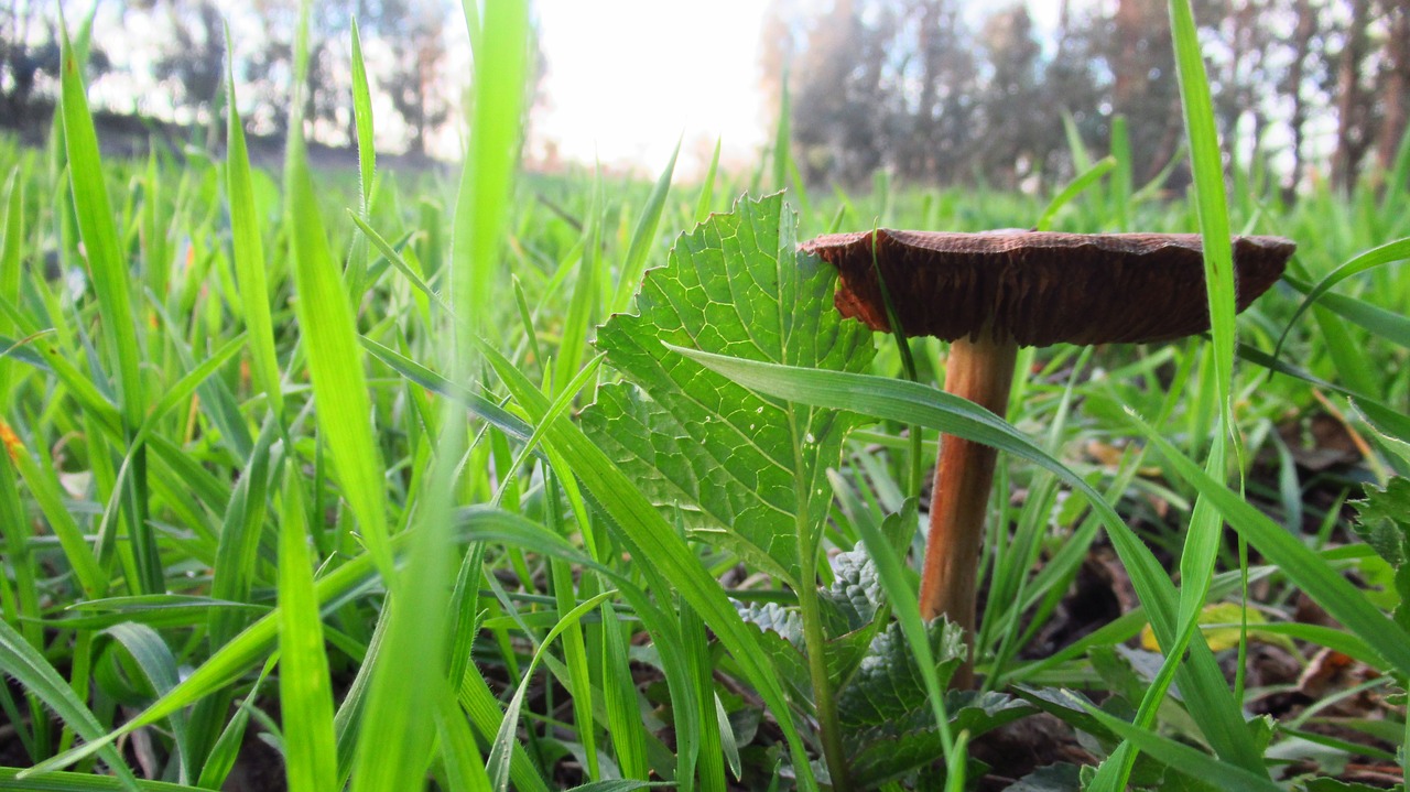 talca fungus green free photo