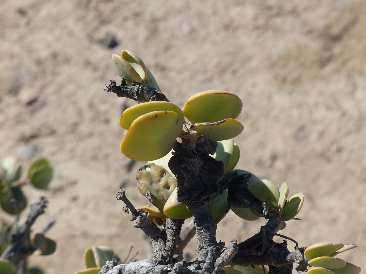 taler bush desert plant namibia free photo