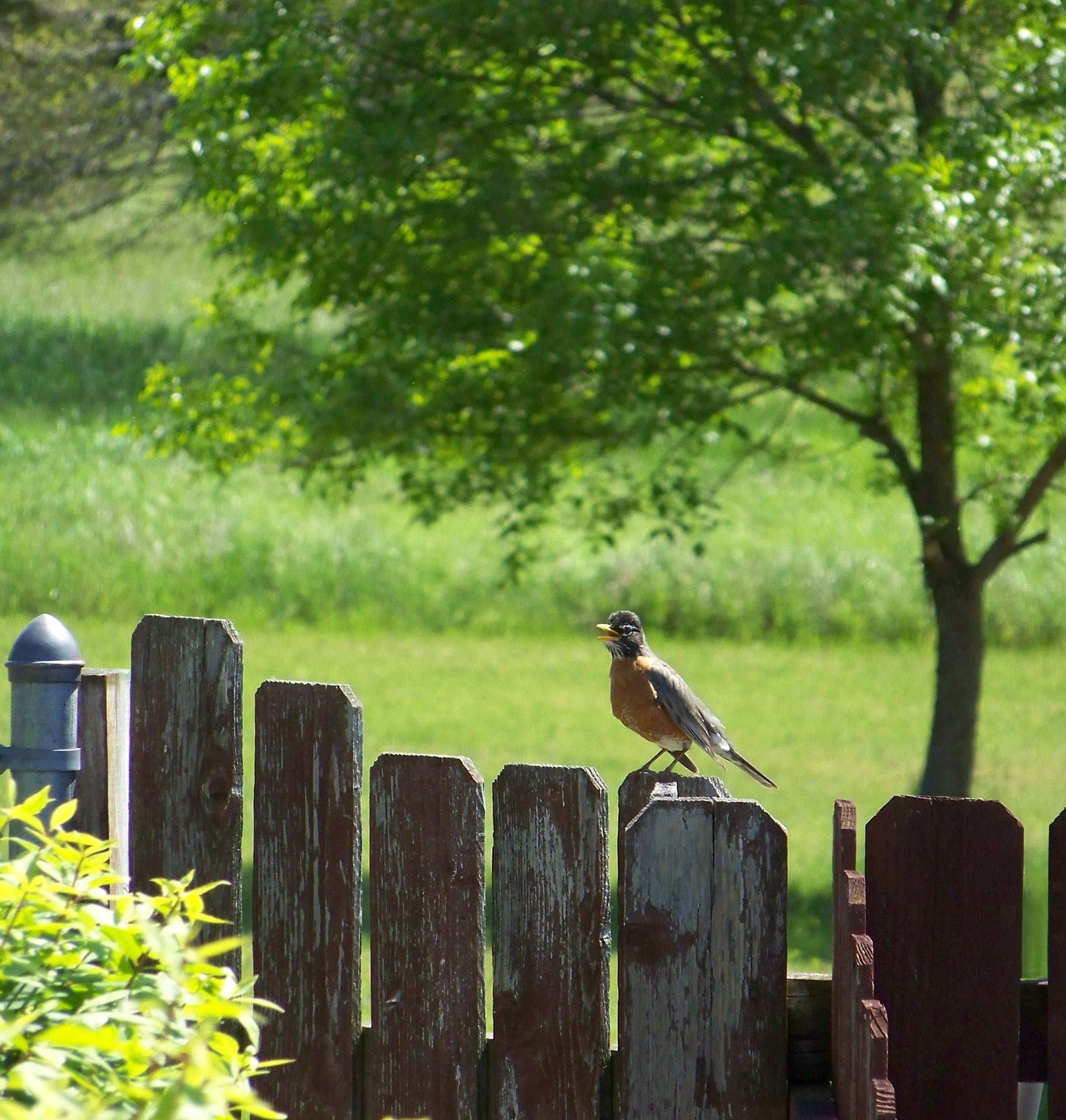 robin fence tree free photo